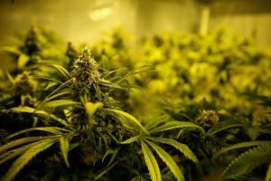 festival delta9 falará sobre plantio e uso de cannabis