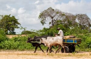 documentario-capoeiras
