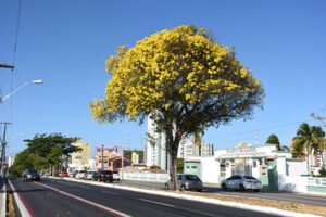 ipê da hermes da fonseca